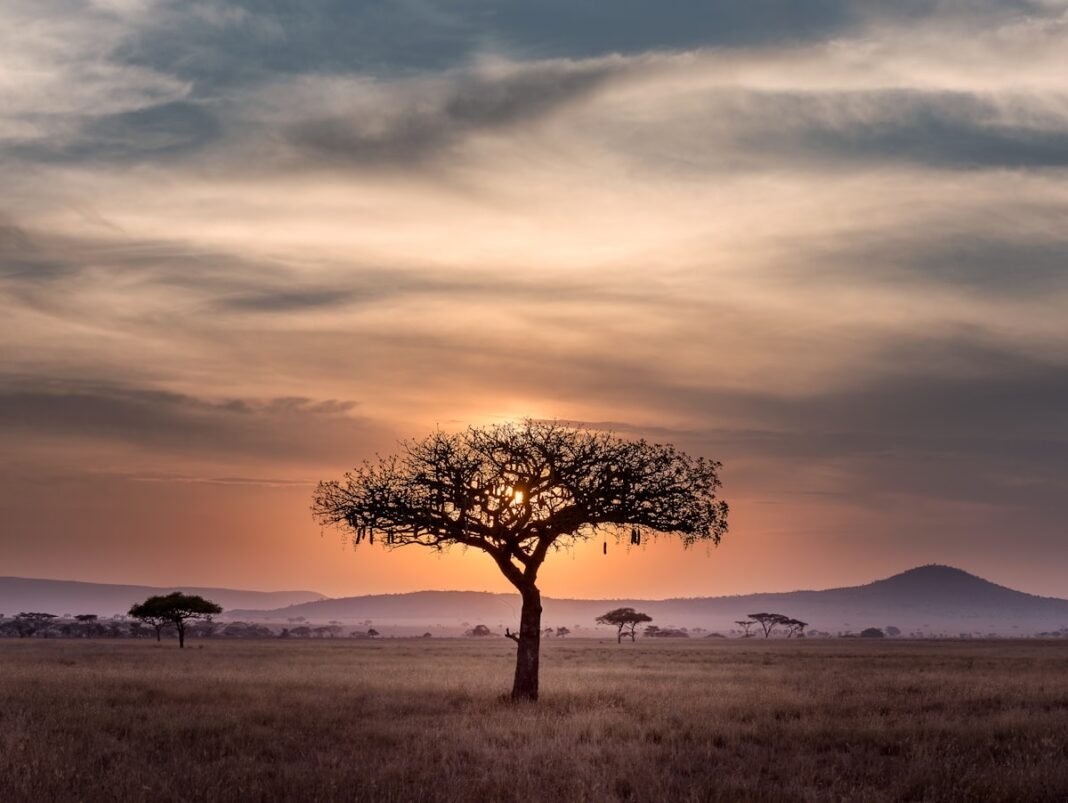 African Culture: 6 Powerful Forces Conquering the Global Stage
